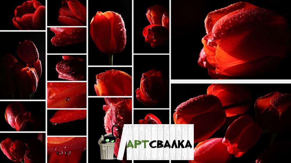 Красный тюльпан с каплями росы. | Red Tulip with dew drops.